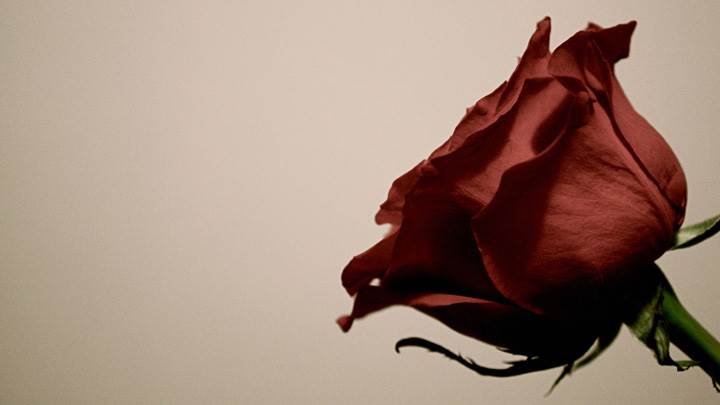 Old Rusty Red Rose Flower
